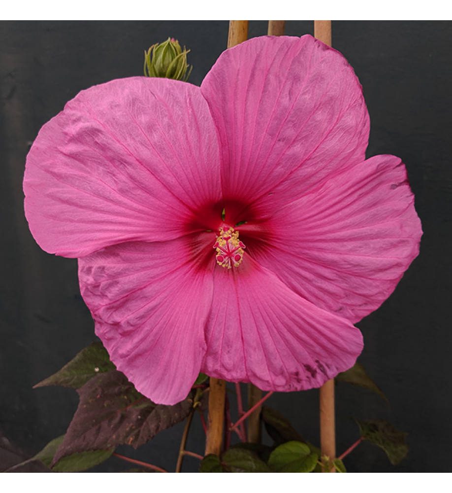 Hibiscus moscheutos Plum Crazy (3lt)