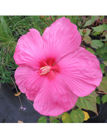 Hibiscus moscheutos Royal Gems (7.5lt)