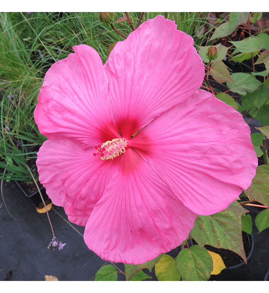 Hibiscus moscheutos Royal Gems (7.5lt)