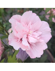 Hibiscus syriacus Pink Chiffon (4.5lt)