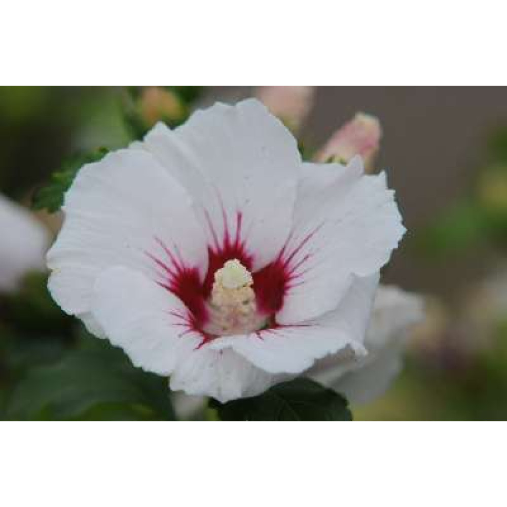 Hibiscus syriacus Red Heart (3lt)