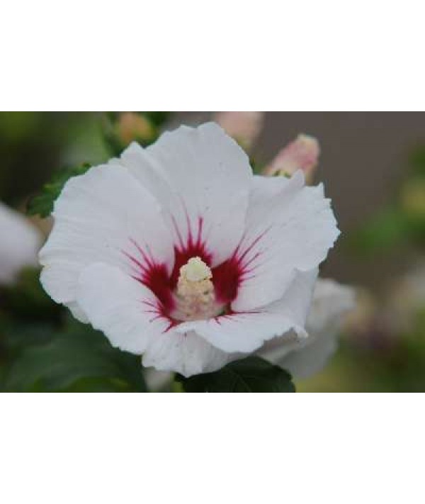 Hibiscus syriacus Red Heart (12lt)