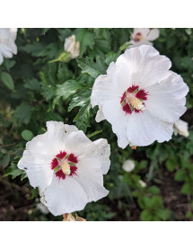 Hibiscus syriacus Red Heart (12lt)