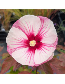 Hibiscus moscheutos Small Wonder (7.5lt)