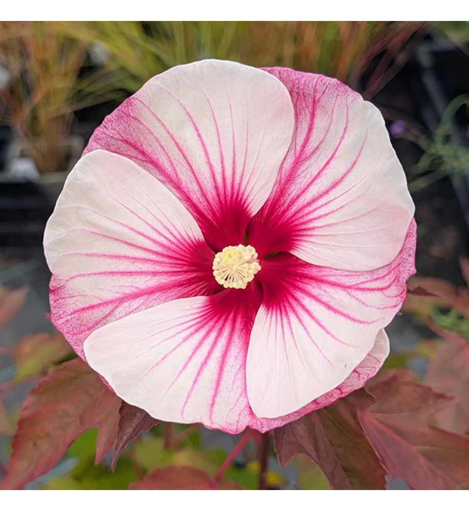 Hibiscus moscheutos Small Wonder (7.5lt)