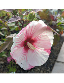 Hibiscus moscheutos Small Wonder (7.5lt)
