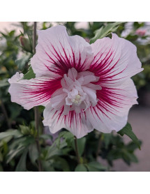Hibiscus syriacus Starburst Chiffon (4.5lt)