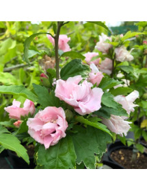 Hibiscus syriacus Lady Stanley (3lt) Hibiscus syriacus Lady Stanley (3lt)