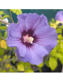 Hibiscus syriacus Oiseau Bleu (12lt)