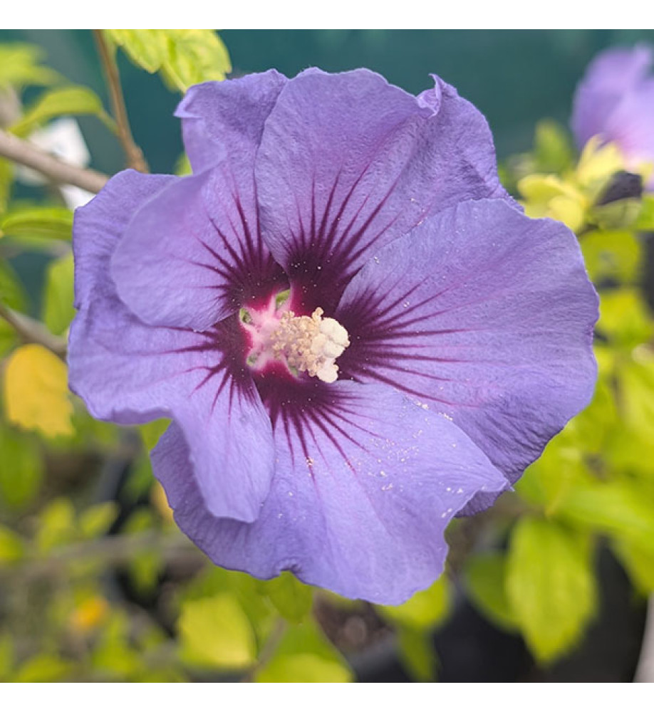 Hibiscus syriacus Oiseau Bleu (3lt)