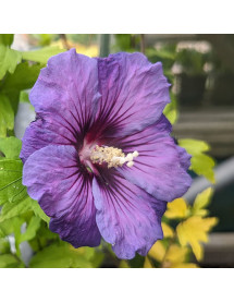 Hibiscus syriacus Oiseau Bleu (12lt)