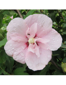 Hibiscus syriacus Pink Chiffon (4.5lt)