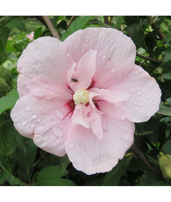 Hibiscus syriacus Pink Chiffon (4.5lt)