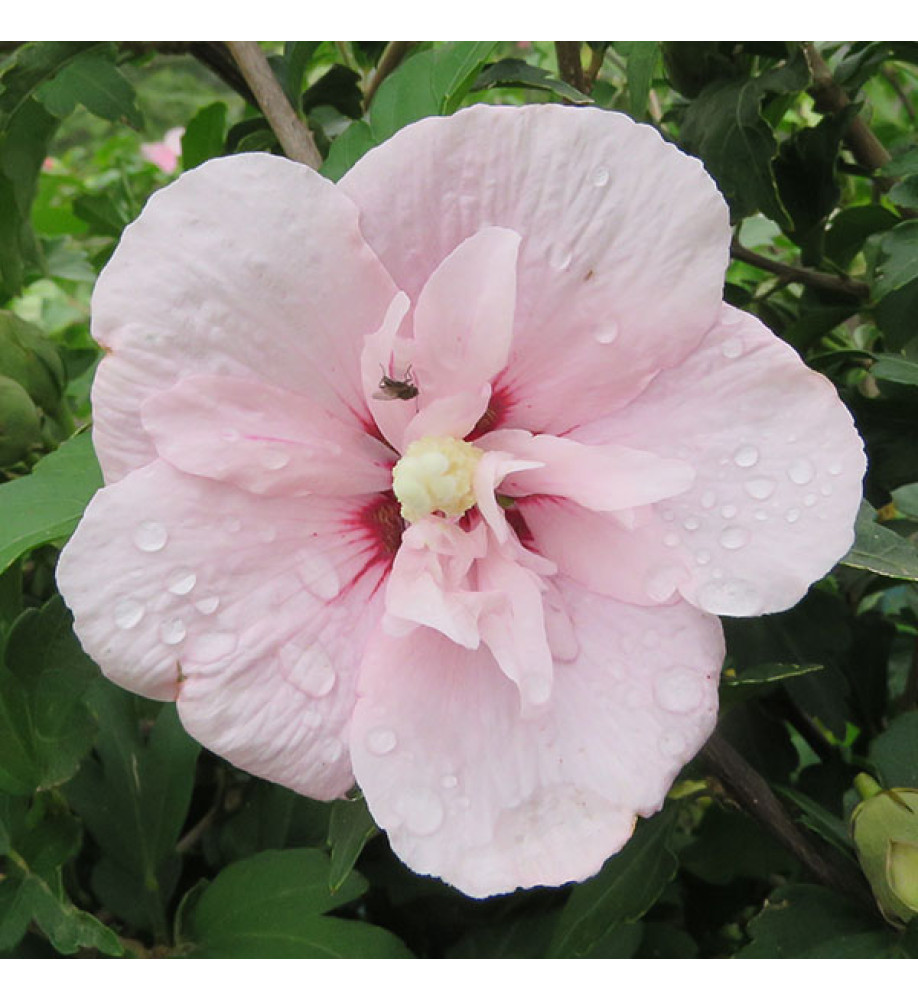 Hibiscus syriacus Pink Chiffon (4.5lt)