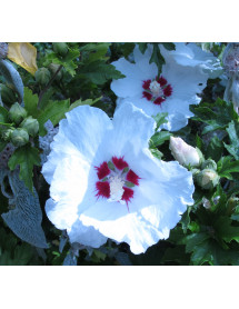 Hibiscus syriacus Red Heart (3lt)