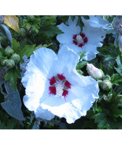 Hibiscus syriacus Red Heart (12lt)