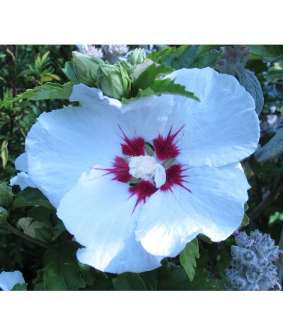 Hibiscus syriacus Red Heart (12lt)