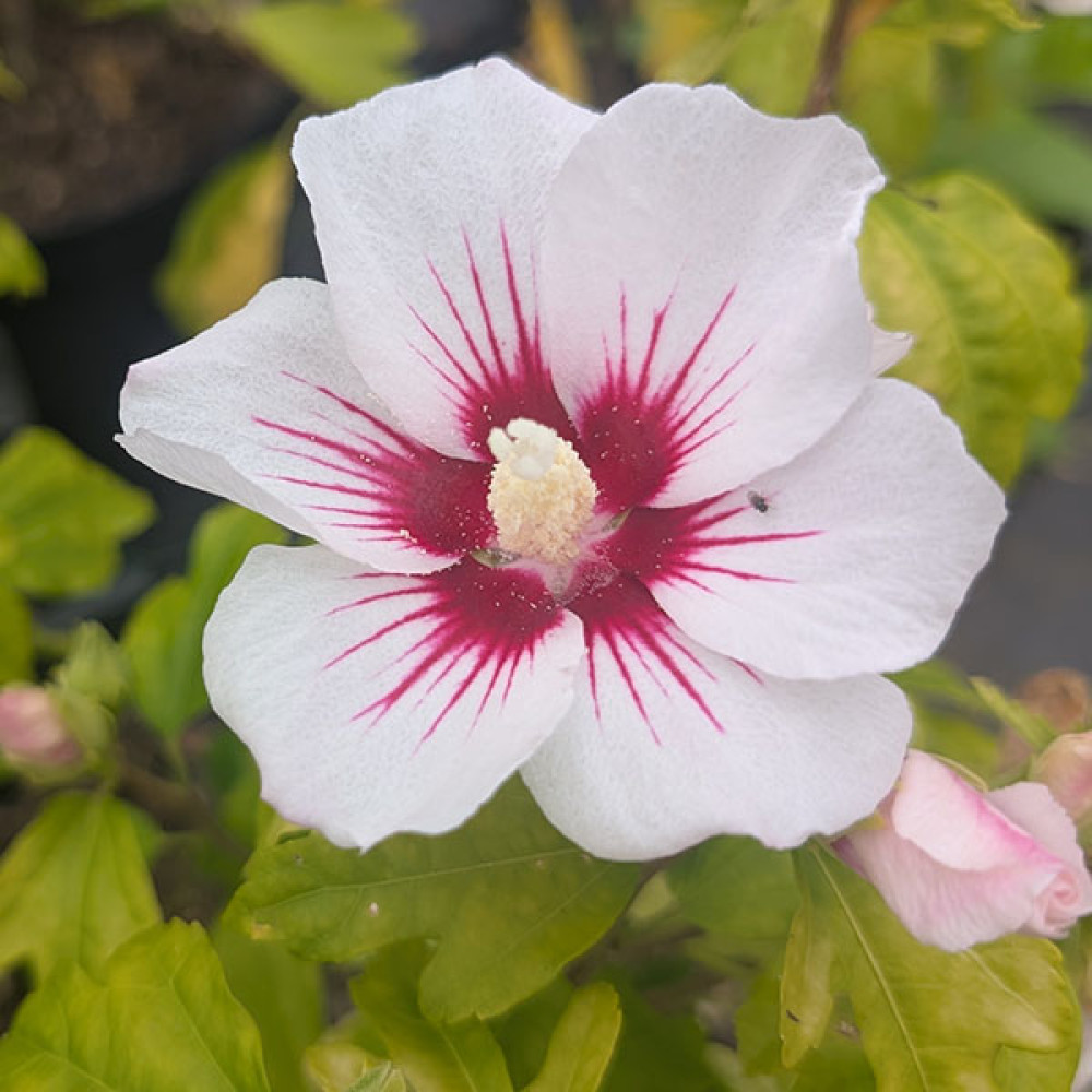 Hibiscus syriacus Red Heart (3lt)