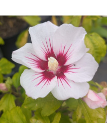 Hibiscus syriacus Red Heart (12lt)