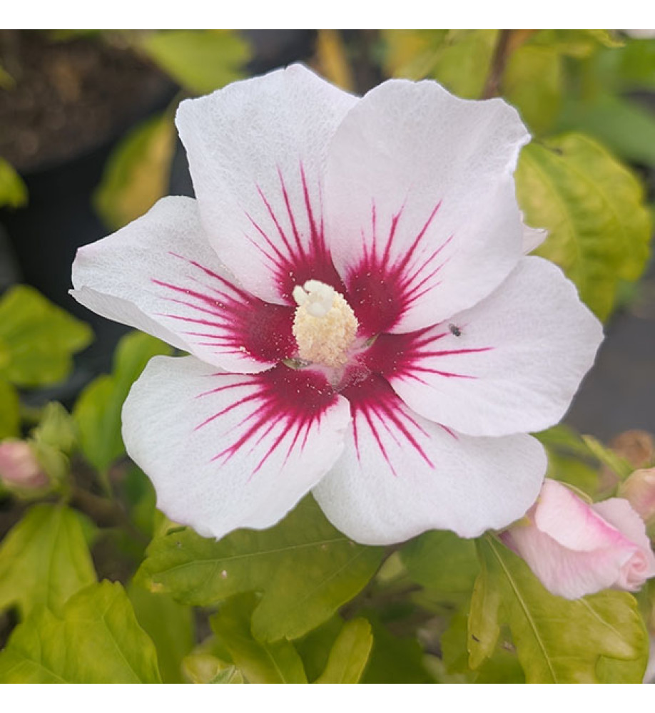 Hibiscus syriacus Red Heart (3lt)