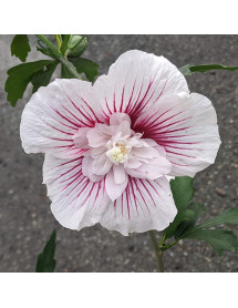 Hibiscus syriacus Starburst Chiffon (4.5lt)