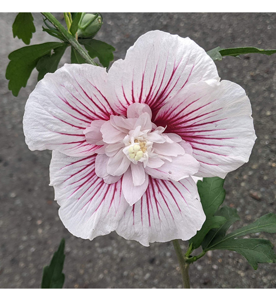Hibiscus syriacus Starburst Chiffon (4.5lt)
