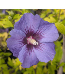 Hibiscus syriacus Ultramarine (Minultra) (3lt)