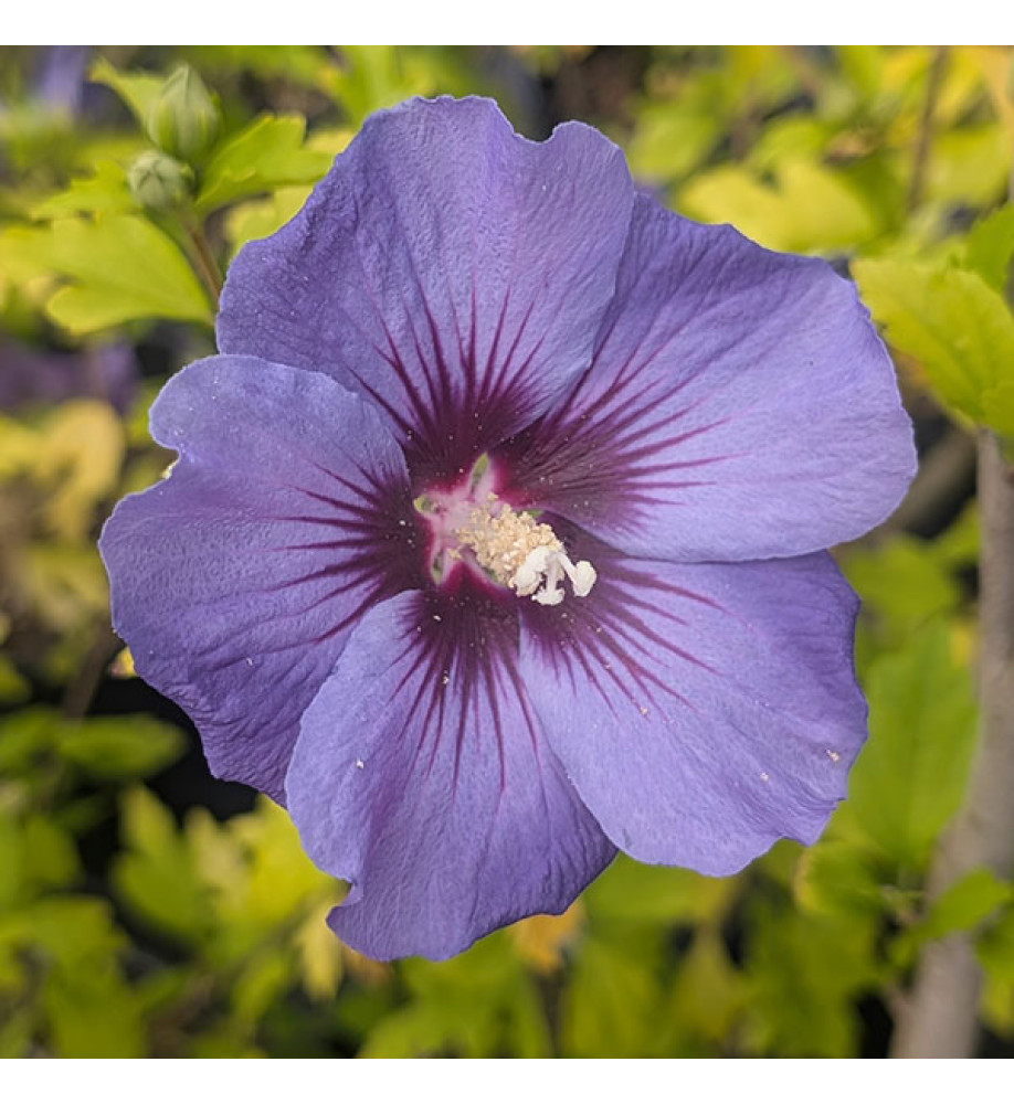 Hibiscus syriacus Ultramarine (Minultra) (7lt)