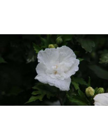 Hibiscus syriacus White Chiffon (4.5lt)