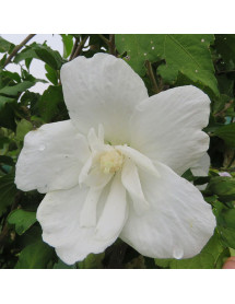 Hibiscus syriacus White Chiffon (4.5lt)