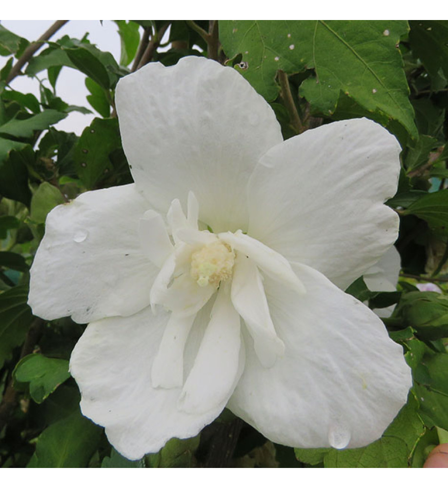 Hibiscus syriacus White Chiffon (4.5lt)