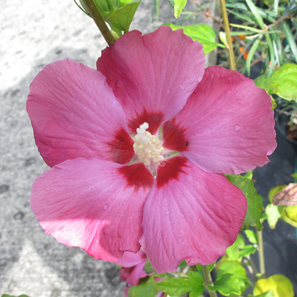 Hibiscus syriacus Woodbridge (3lt)