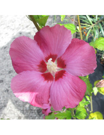 Hibiscus syriacus Woodbridge (3lt)