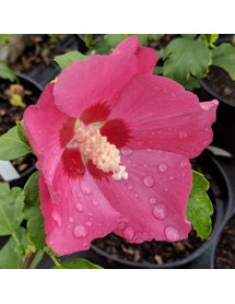 Hibiscus syriacus Woodbridge (3lt)