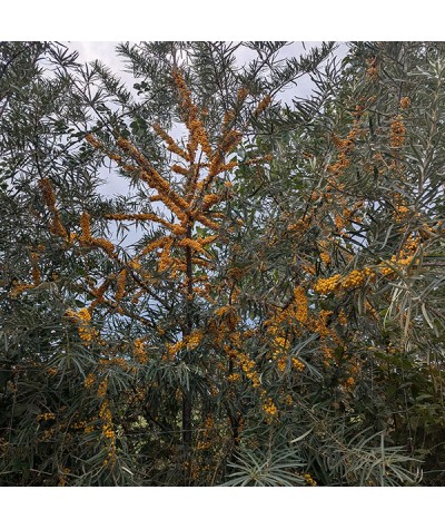 Hippophae rhamnoides (3lt)