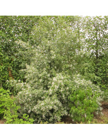 Hoheria Borde Hill (2lt)