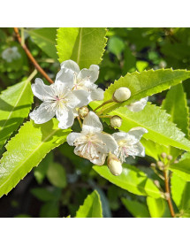 Hoheria sexstylosa Stardust (3lt) Hoheria sexstylosa Stardust (3lt)