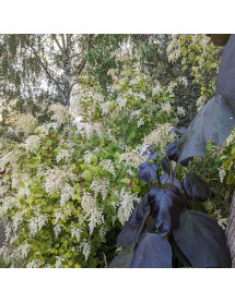 Holodiscus discolor (3lt)