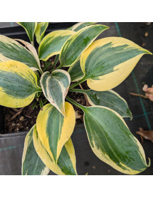 Hosta Autumn Frost (1.5lt)