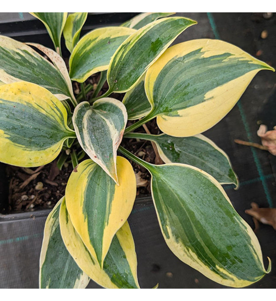 Hosta Autumn Frost (1.5lt)