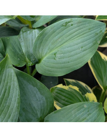 Hosta Blue Mammoth (1lt)