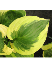 Hosta Brim Cup (1lt)