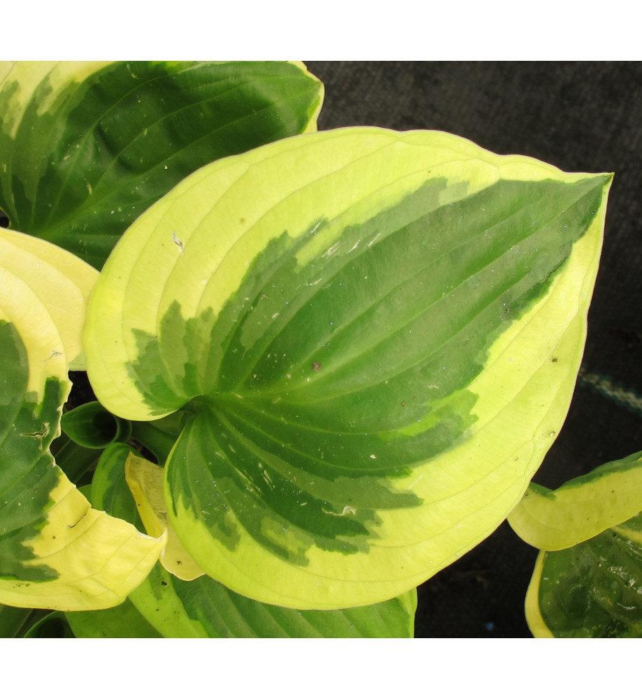 Hosta Brim Cup (1lt)