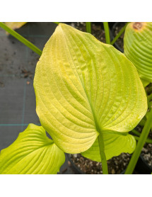 Hosta Coast to Coast (2lt)