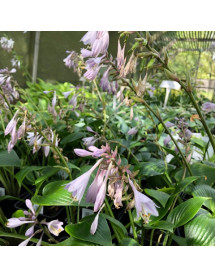 Hosta Devon Green (1lt)