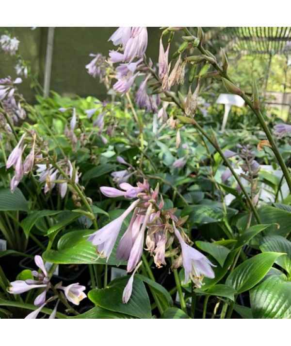 Hosta Devon Green (1lt) Hosta Devon Green (1lt)