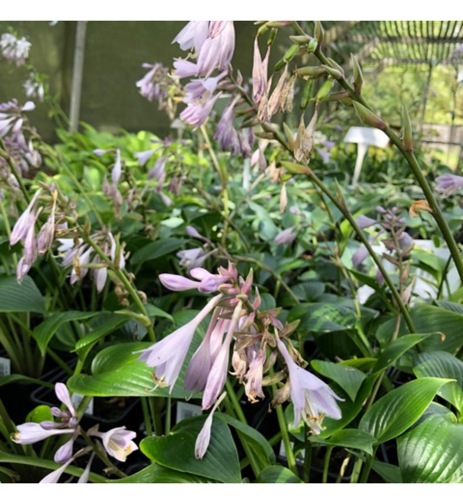 Hosta Devon Green (1lt)