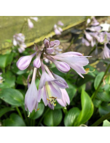 Hosta Devon Green (1lt) Hosta Devon Green (1lt)