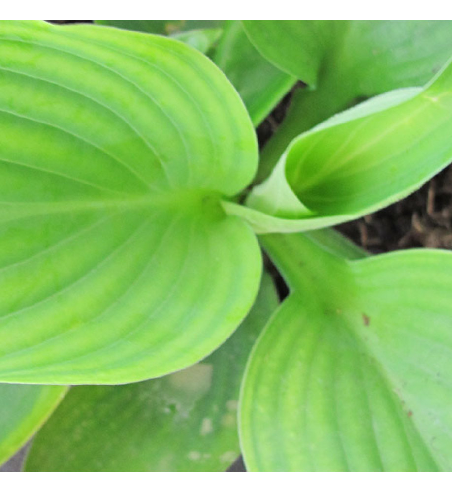 Hosta Empress Wu (1.5lt)