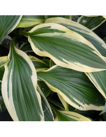 Hosta Fantabulous (1lt)